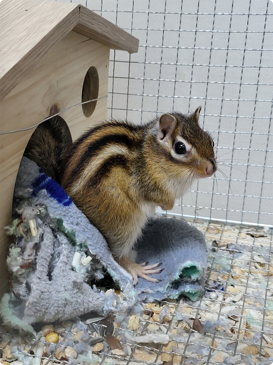우리집 막둥이 다람쥐(squirrel) 딸랑구 오늘은 뭐하고 노나?