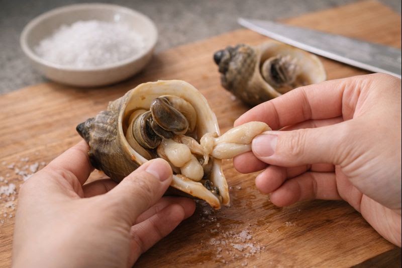 소라 잘못 먹으면 위험! ‘타액선(독샘)’ 제거법｜테트라민은 가열해도 남는다(나팔고동·삐뚤이소라 주의)
