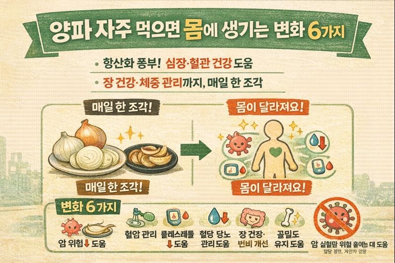 양파 자주 먹으면 몸에 생기는 변화 6가지: 항암·혈압·콜레스테롤·변비·다이어트·골밀도(항산화까지)