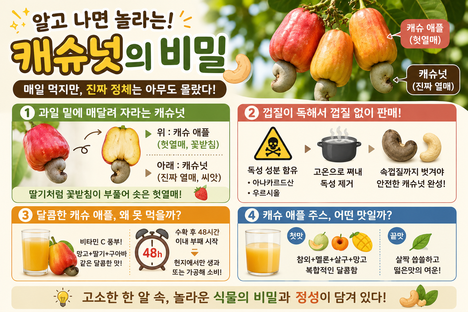 캐슈넛의 충격적 정체, 왜 껍질째 팔지 않을까