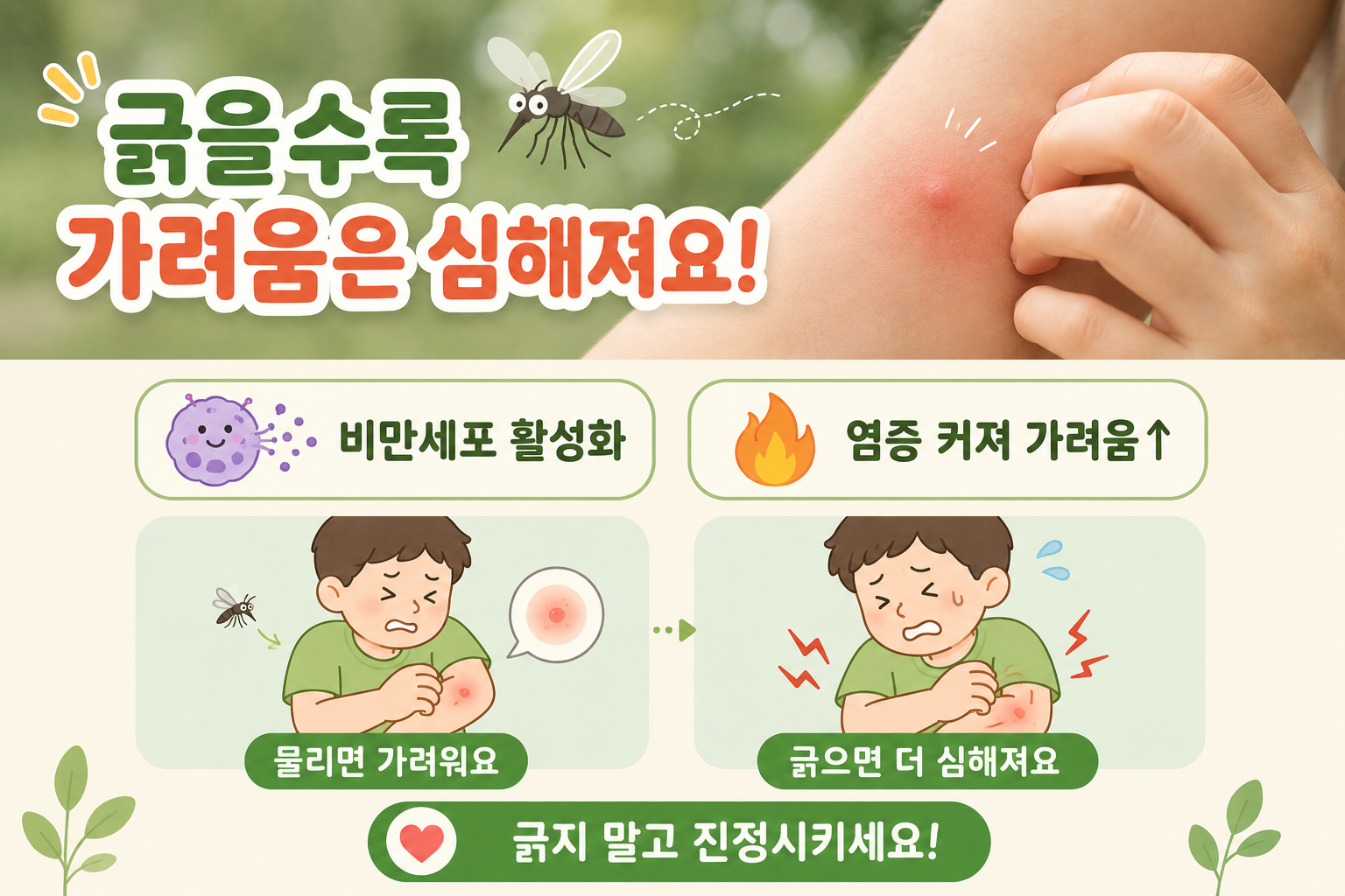 모기 물린 곳 긁을수록 더 가려운 이유…비만세포가 만든 가려움 악순환