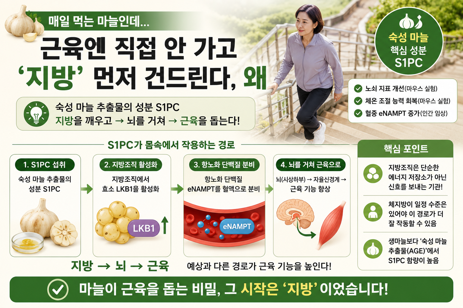 마늘 근육 효과? 숙성 마늘이 지방 먼저 깨우는 이유