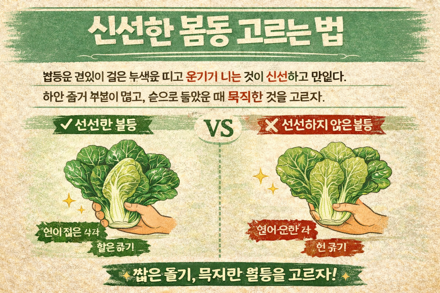 신선한 봄동 고르는 법, 짙은 녹색 잎과 묵직한 무게를 보세요