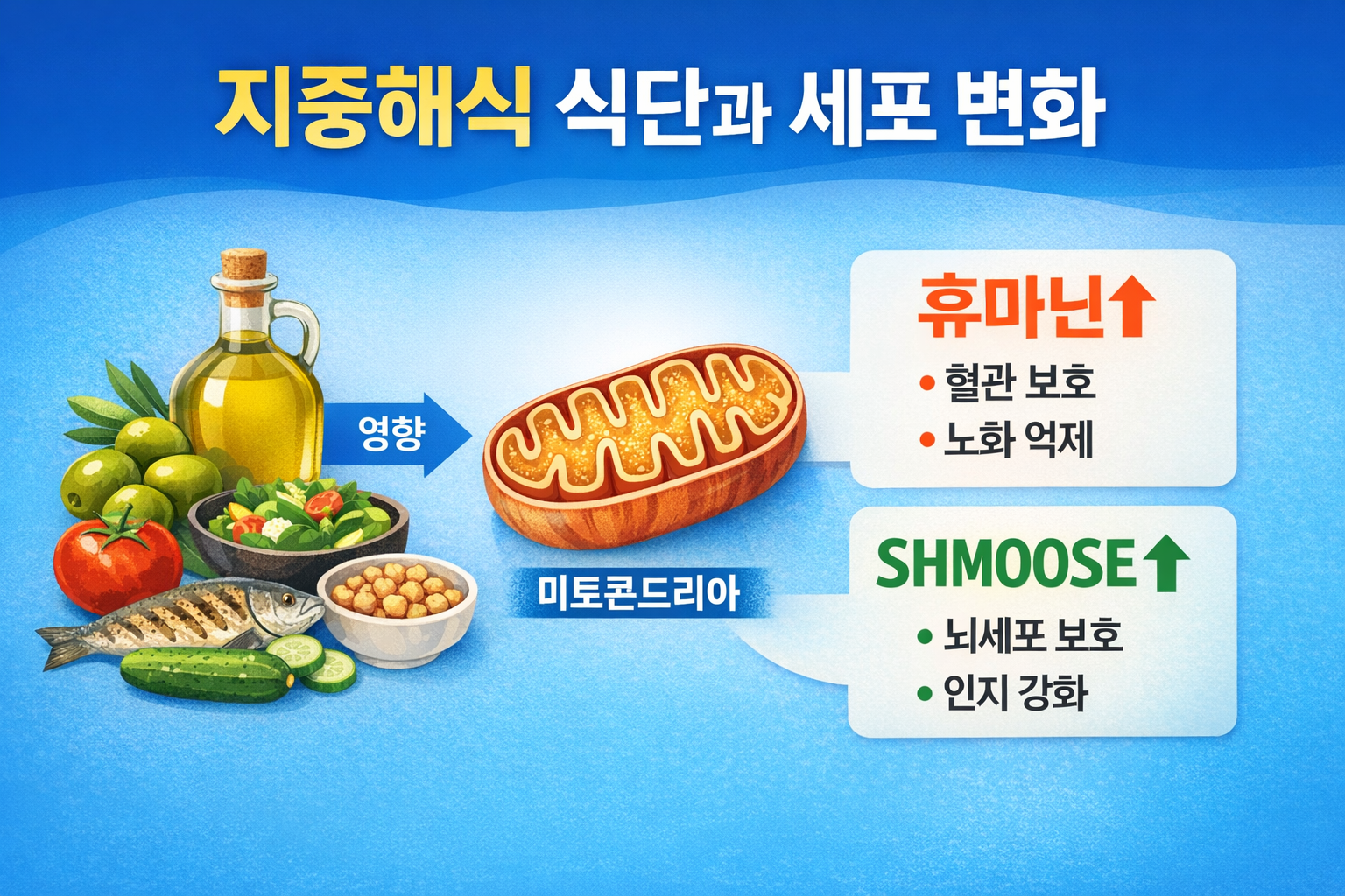 지중해식 식단 왜 좋을까? 세포 속 미토콘드리아 단백질이 달라졌다