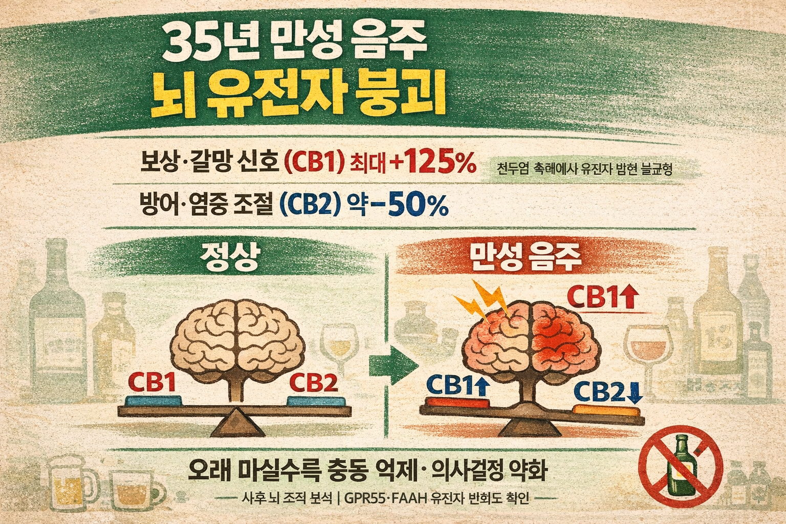 35년 만성 음주, 전두엽·측핵 유전자 발현 뒤집었다…CB1 125% 증가·CB2 50% 감소