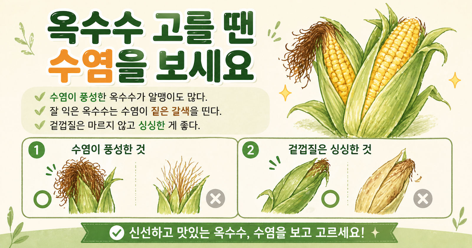옥수수 고를 땐 수염부터 보세요, 알 꽉 찬 옥수수는 여기서 티 납니다