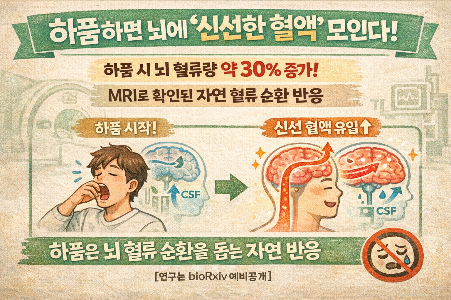 하품하면 뇌로 ‘신선한 혈액’ 몰린다…MRI로 확인된 혈류 30% 증가