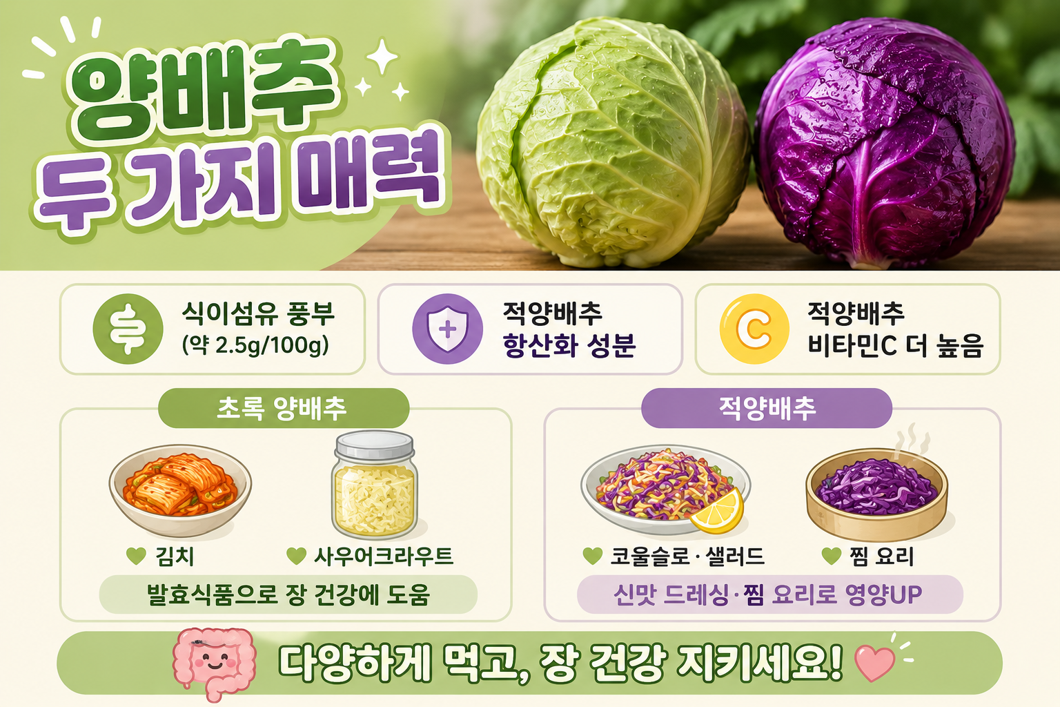 양배추 vs 적양배추, 색만 다른 줄 알았죠? 장 건강 효능과 먹는 법