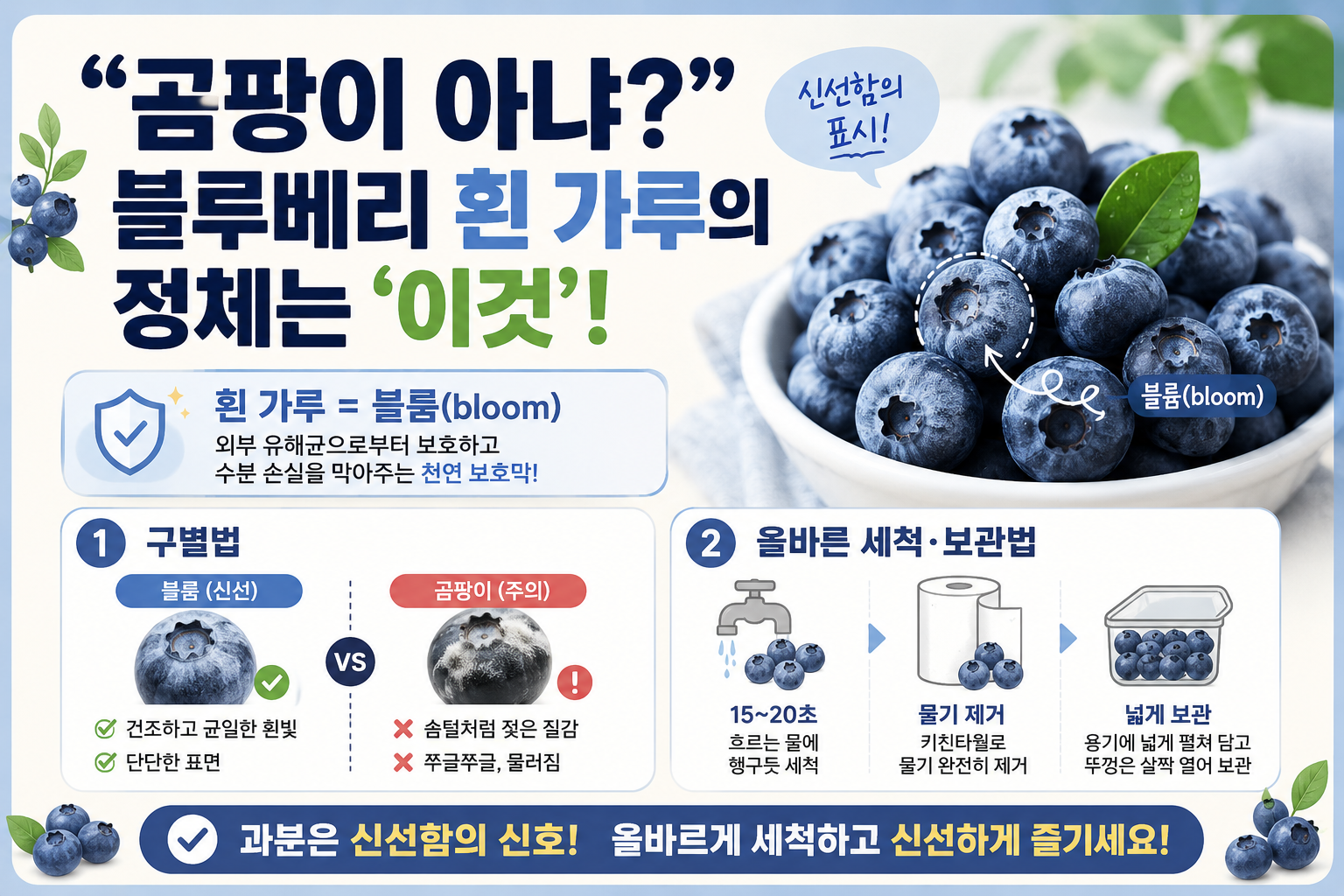 블루베리 흰 가루 곰팡이 아닙니다! 신선도 알려주는 블룸의 정체