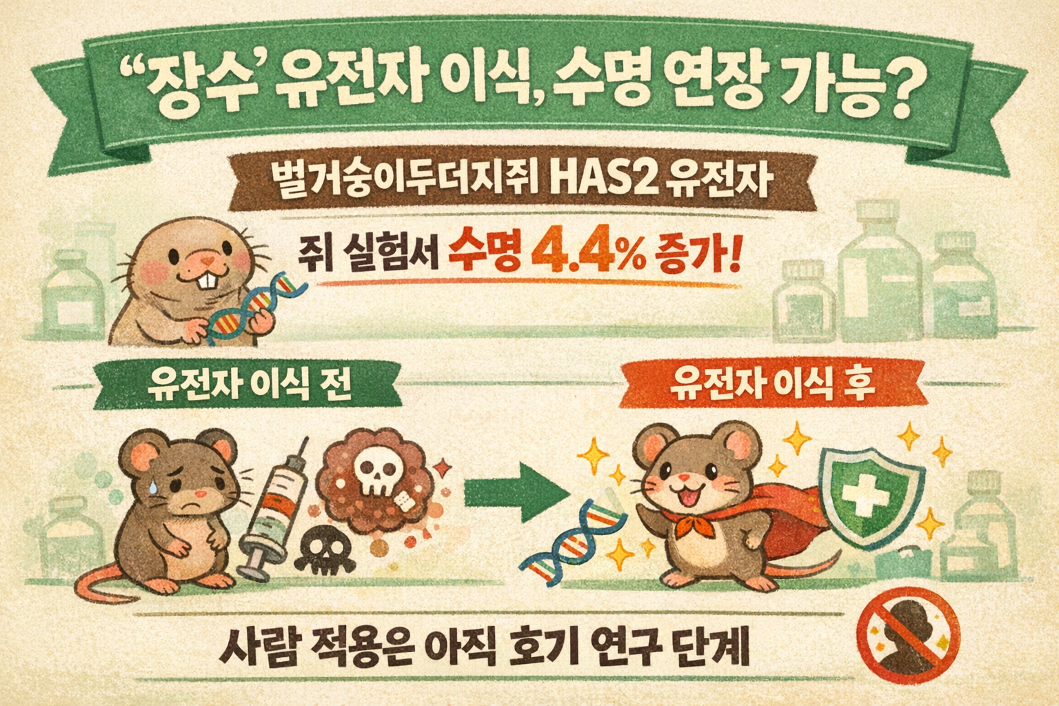 벌거숭이두더지쥐 장수 유전자 이식했더니…쥐 수명 4.4% 늘었다, 인간도 가능할까