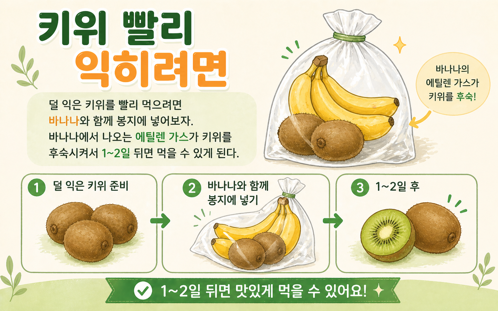 키위 빨리 익히려면 바나나와 함께 넣어보세요, 1~2일이면 말랑해집니다