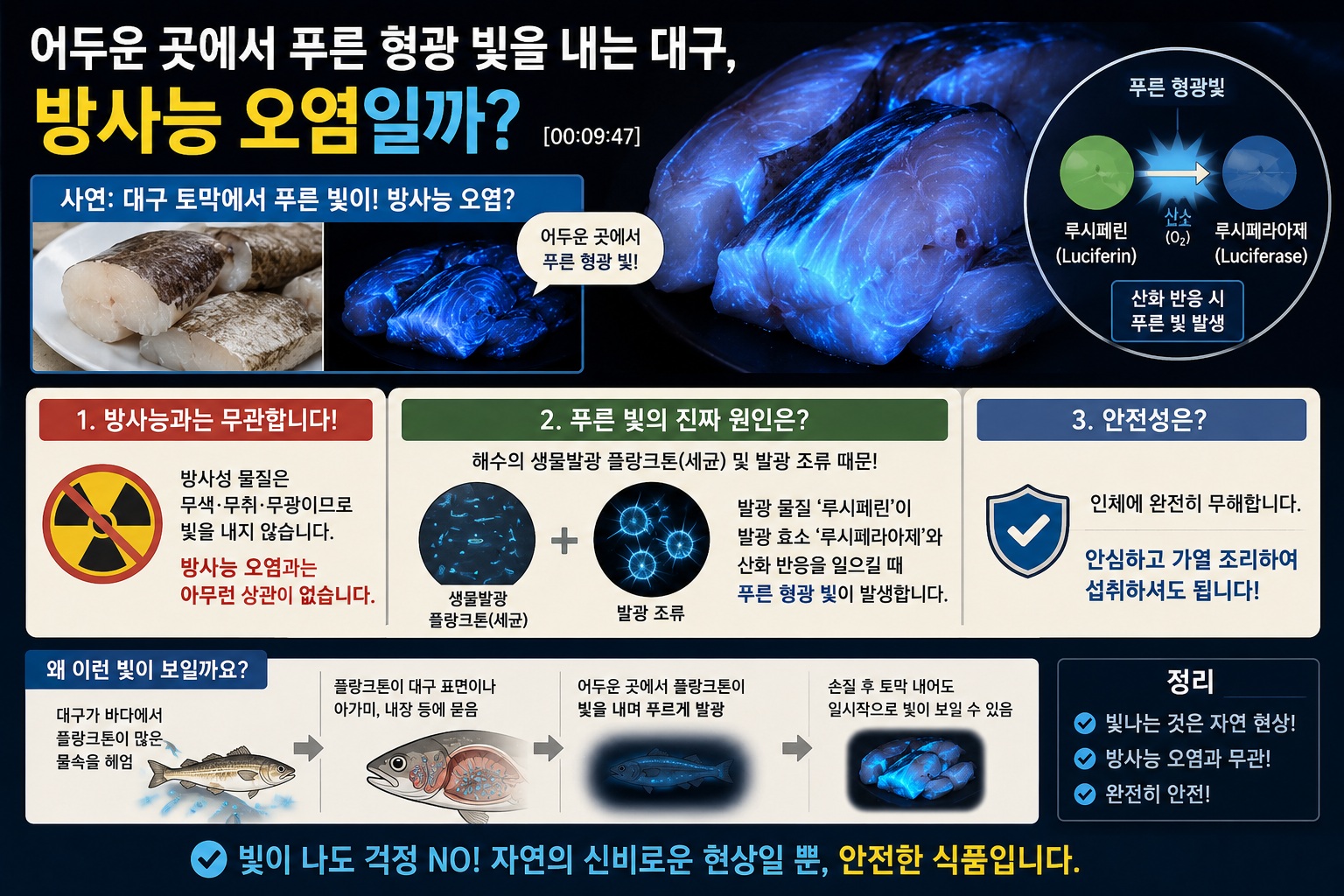 대구 푸른빛 정체, 방사능 오염일까? 발광 세균이 만드는 빛과 섭취 전 확인할 점