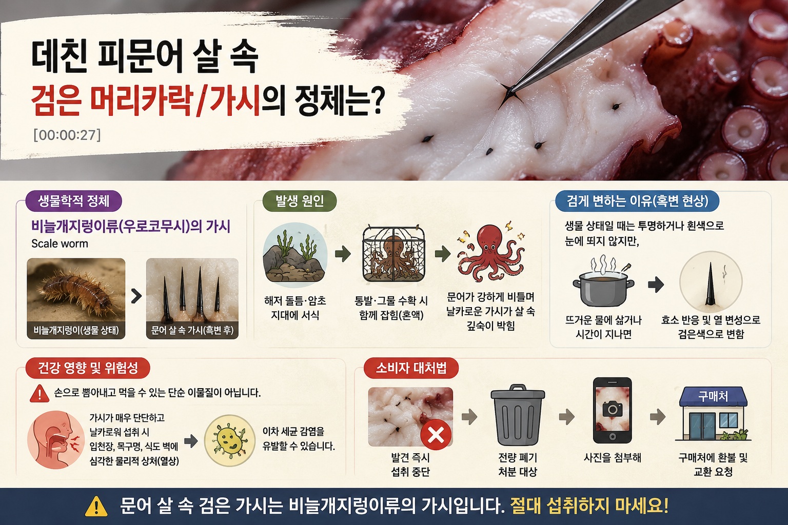 문어 검은 가시 정체, 비늘갯지렁이류 가시로 추정되는 이유와 발견 시 대처법