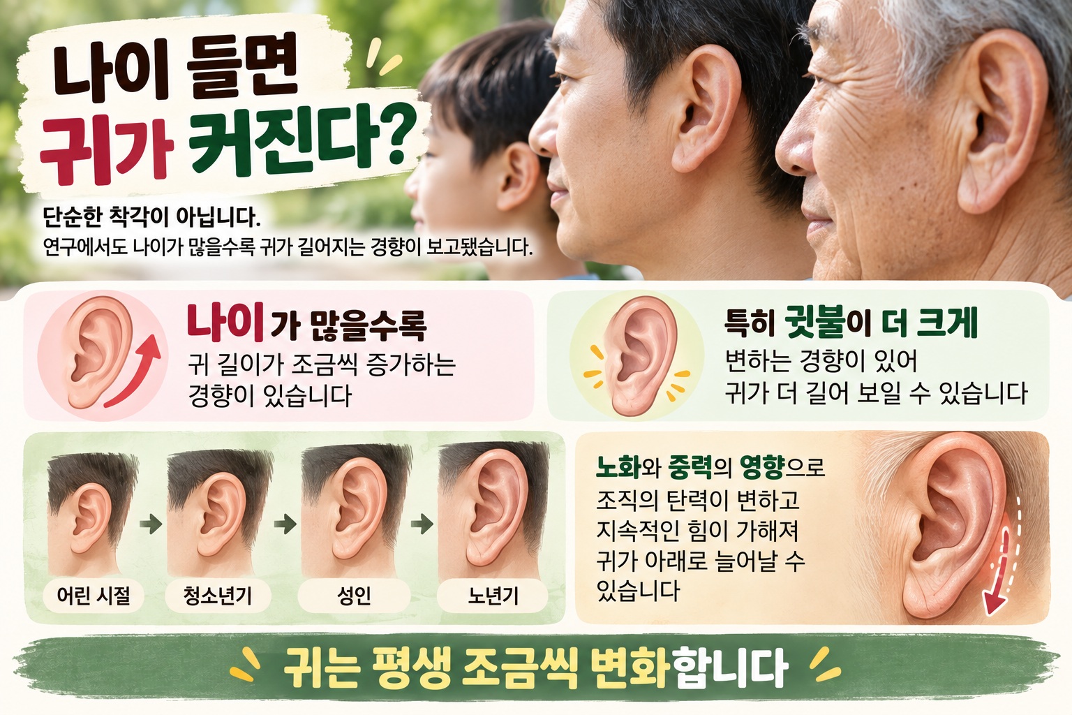 나이 들면 귀가 커지는 이유, 정말 1년에 0.22㎜씩 자랄까?