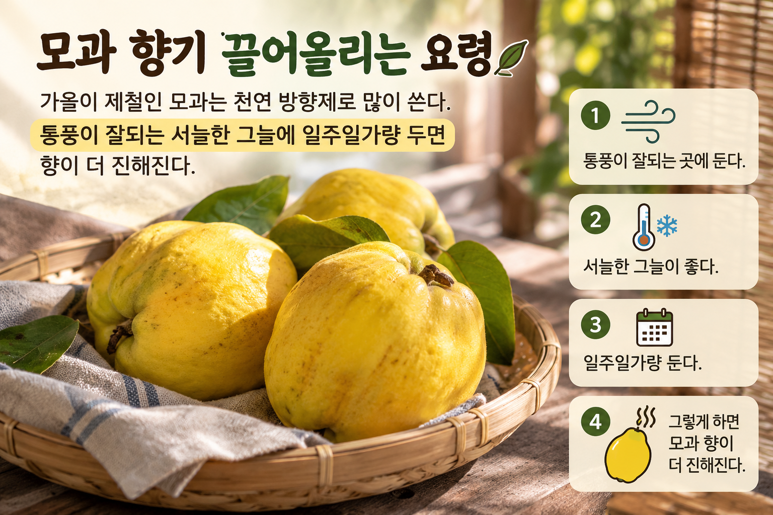 모과 향기 진하게 하는 법, 서늘한 그늘에 일주일 두면 달라진다